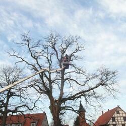 Baumfällungen in 31061 Alfeld